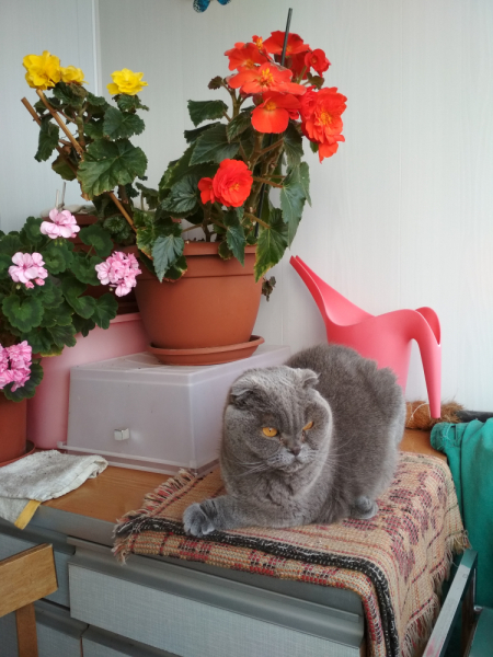 Кошки в нашей жизни. Кошки и все, что с ними связано.