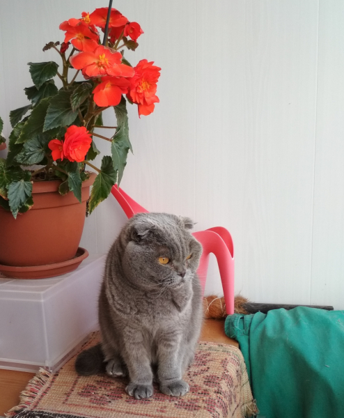 Кошки в нашей жизни. Кошки и все, что с ними связано.