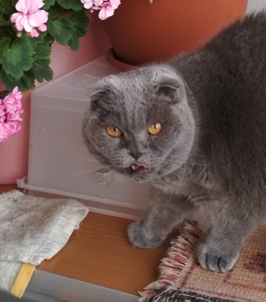 Кошки в нашей жизни. Кошки и все, что с ними связано.