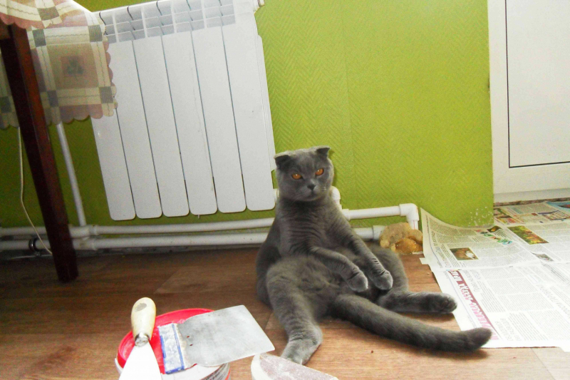 Кошки в нашей жизни. Кошки и все, что с ними связано.