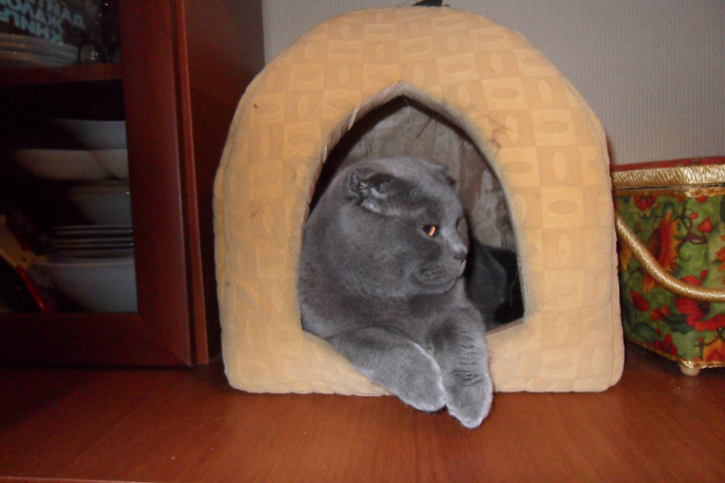 Кошки в нашей жизни. Кошки и все, что с ними связано.