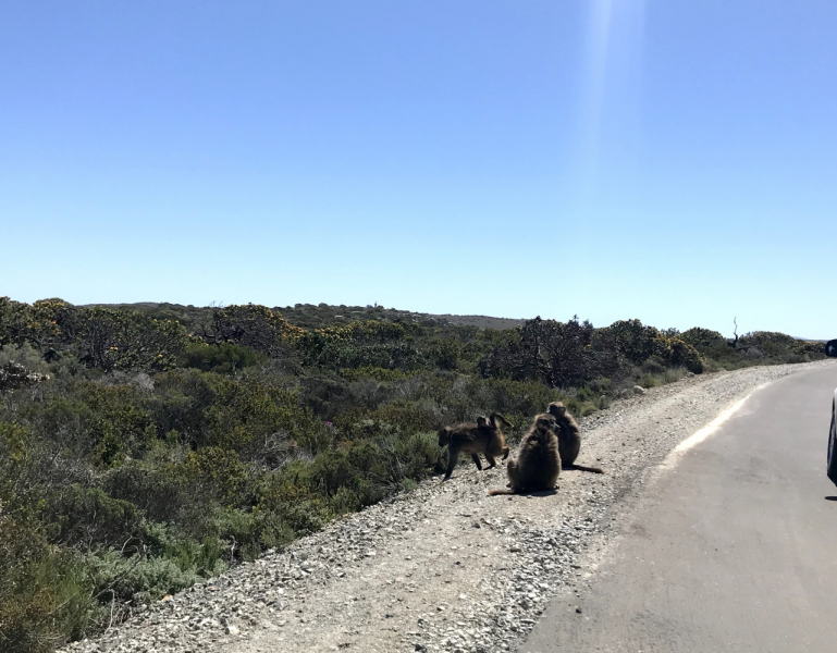 We are in ЮАР (Кейптаун и окрестности-Йоханнесбург-Дракенсберг- Sani Pass-Свазиленд-национальные парки)