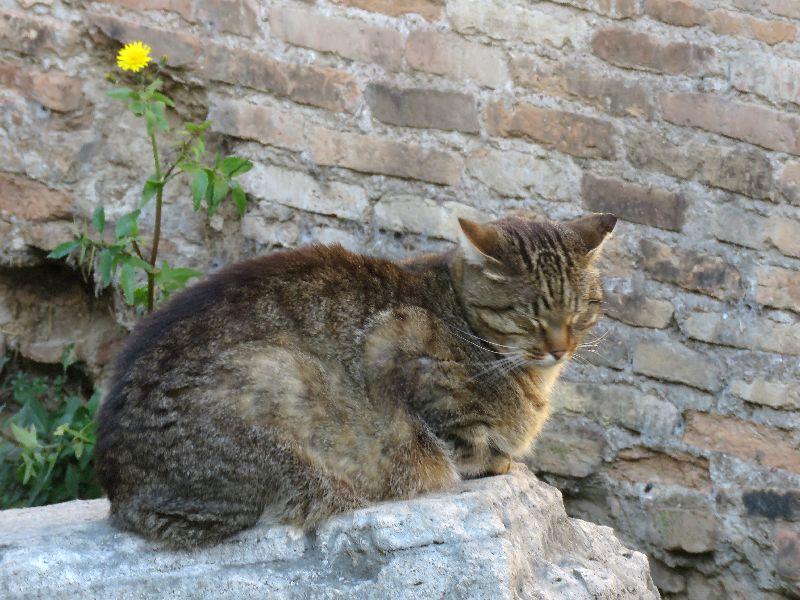 Вот мы и в Италии. Несбыточные мечты и осуществленная реальность. Бергамо-Милан-Рим и карнавал в Венеции 2019