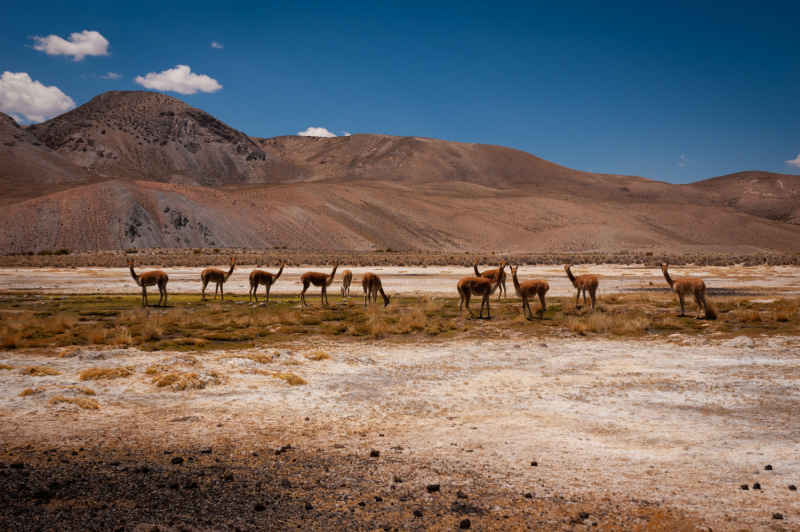 Центр и Север Чили: Maipo, нацпарк Lauca и Atacama (сентябрь-октябрь 2019)