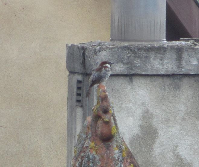 Из дальних стран 2019 с большим приветом ( Польша, Германия, Австрия, Словения, Италия....)