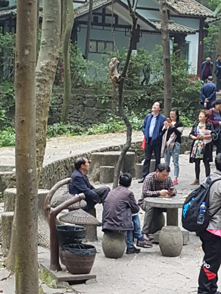 Путешествие за красотой. Shanghai - Yangshuo - Fenghuang - Furong - Zhangjiajie - Hongkong - Makau. Сентябрь - октябрь 2019.