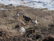 Турция: зимний довесок.