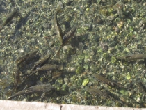 Турция: зимний довесок.