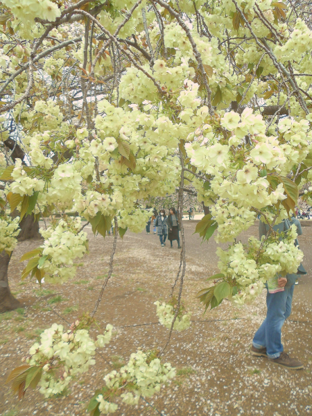 Зеленая сакура.