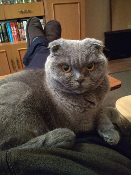 Кошки в нашей жизни. Кошки и все, что с ними связано.