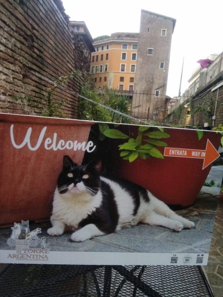 Кошки в нашей жизни. Кошки и все, что с ними связано.