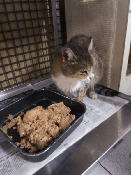 Кошки в нашей жизни. Кошки и все, что с ними связано.