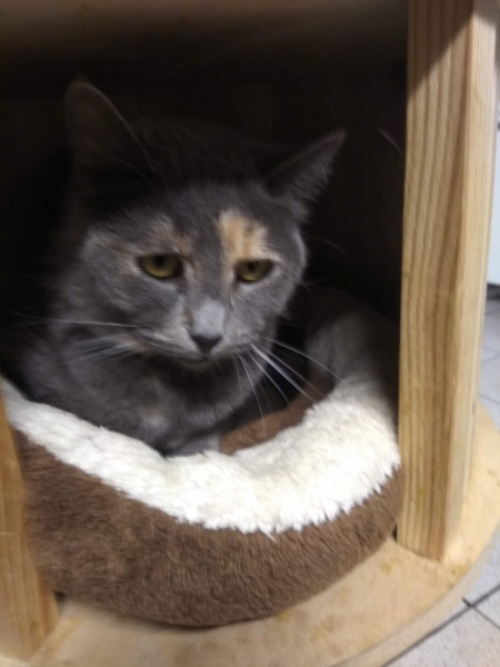 Кошки в нашей жизни. Кошки и все, что с ними связано.