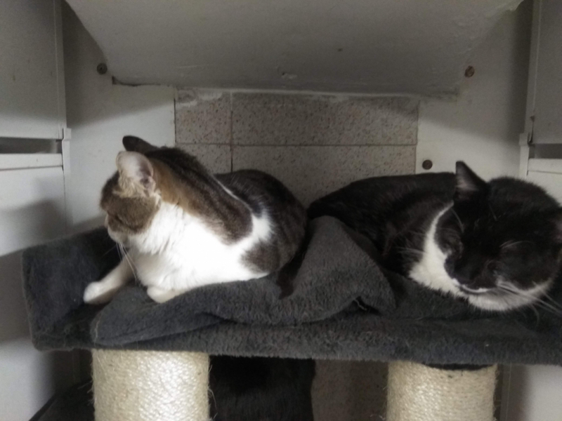 Кошки в нашей жизни. Кошки и все, что с ними связано.