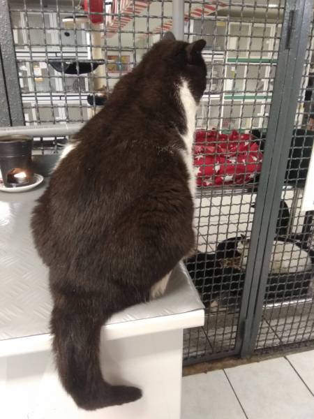 Кошки в нашей жизни. Кошки и все, что с ними связано.