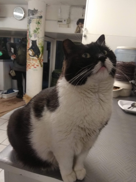 Кошки в нашей жизни. Кошки и все, что с ними связано.