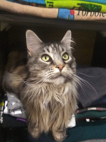 Кошки в нашей жизни. Кошки и все, что с ними связано.