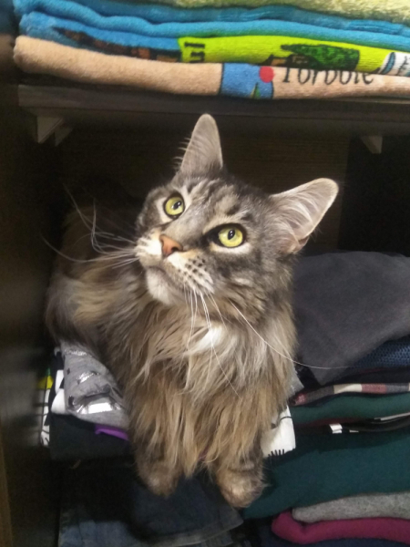 Кошки в нашей жизни. Кошки и все, что с ними связано.