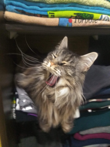 Кошки в нашей жизни. Кошки и все, что с ними связано.