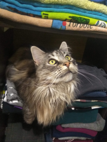 Кошки в нашей жизни. Кошки и все, что с ними связано.