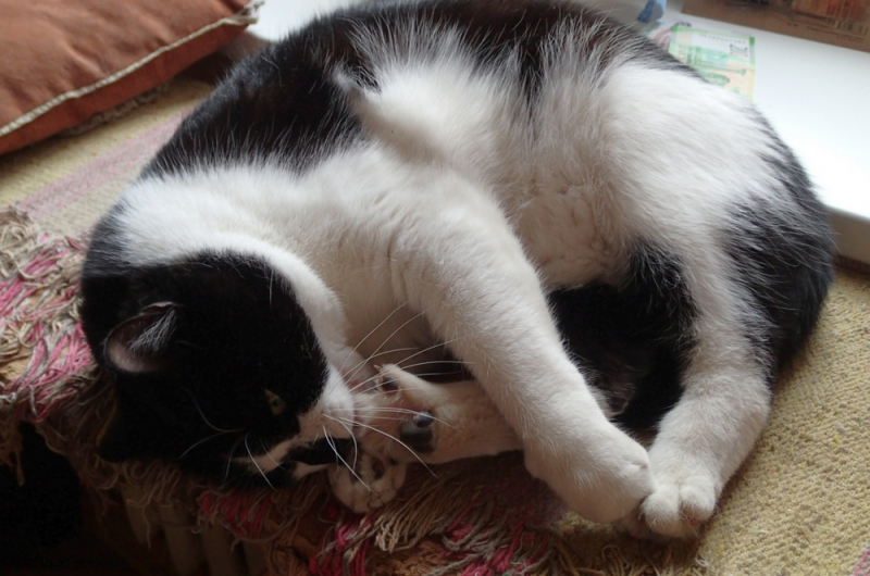 Кошки в нашей жизни. Кошки и все, что с ними связано.