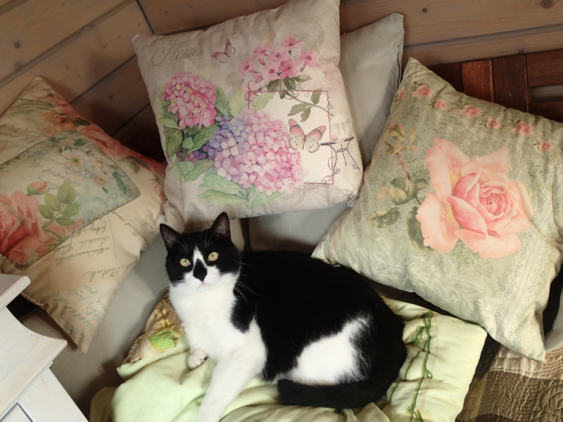 Кошки в нашей жизни. Кошки и все, что с ними связано.