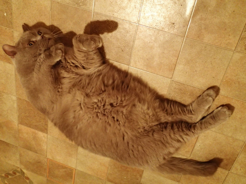 Кошки в нашей жизни. Кошки и все, что с ними связано.