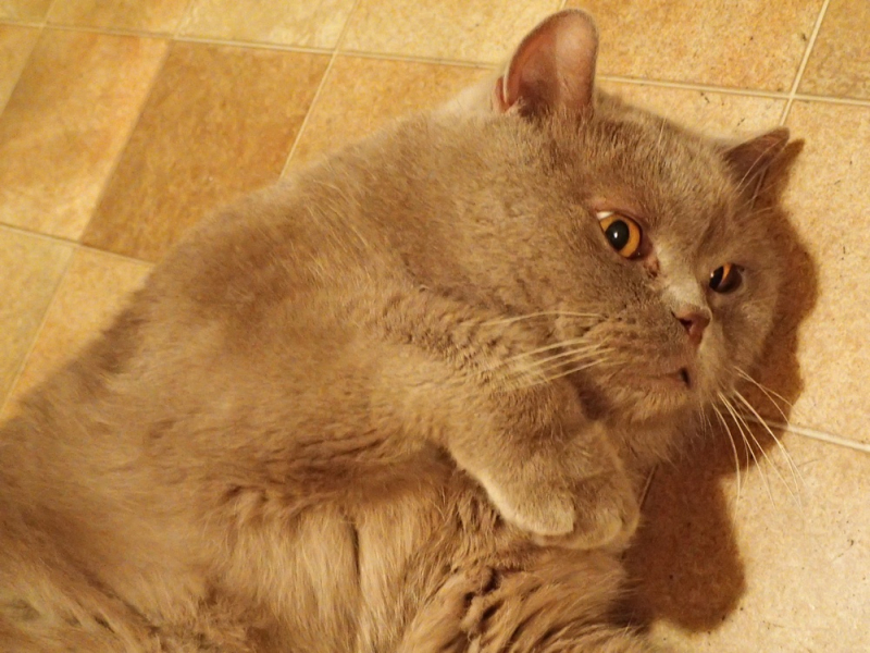 Кошки в нашей жизни. Кошки и все, что с ними связано.