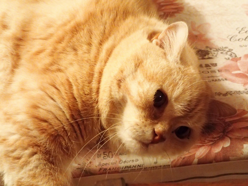 Кошки в нашей жизни. Кошки и все, что с ними связано.