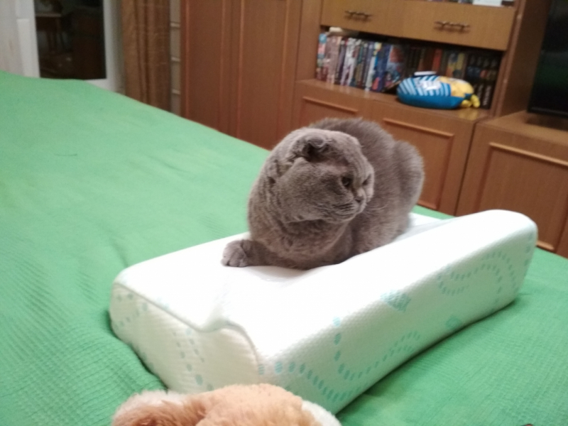 Кошки в нашей жизни. Кошки и все, что с ними связано.