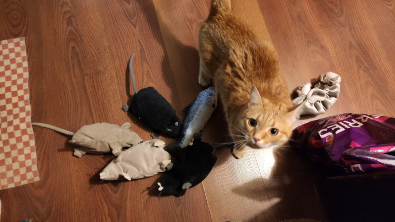 Кошки в нашей жизни. Кошки и все, что с ними связано.