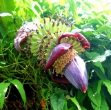 Филиппины Боракай  ноябрь 2011 Кайт