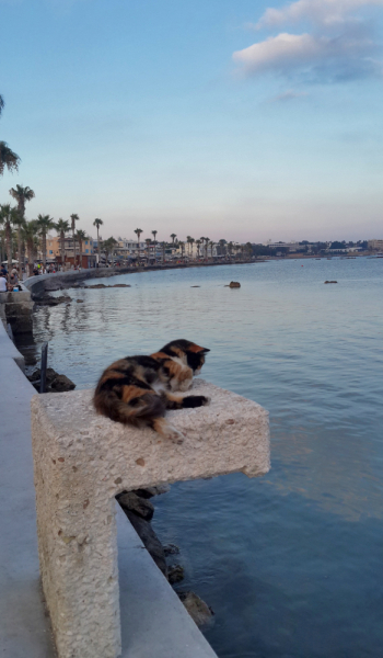 Кипр в 2019, достопримечательности и пляжи с координатами, маршруты по острову Кипр включая Северный Кипр