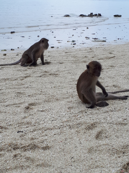 Ожидание vs Реальность отдыха с малышом. Пхукет, Пхи-Пхи, Краби, Бангкок октябрь-ноябрь 2019