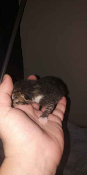 Кошки в нашей жизни. Кошки и все, что с ними связано.