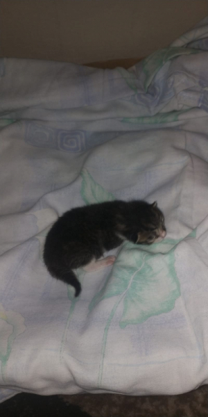 Кошки в нашей жизни. Кошки и все, что с ними связано.