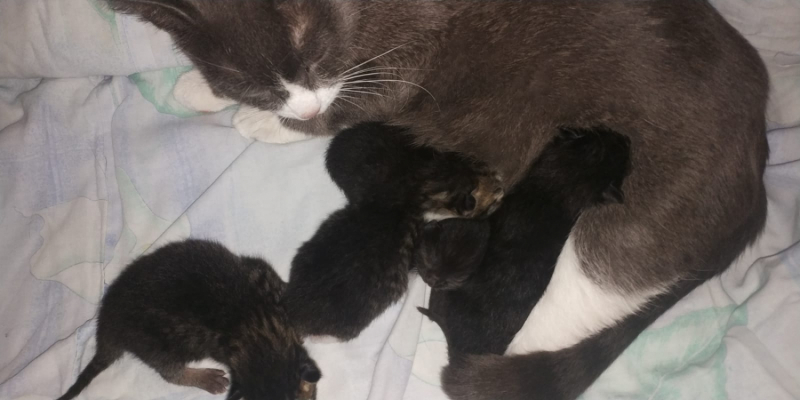 Кошки в нашей жизни. Кошки и все, что с ними связано.