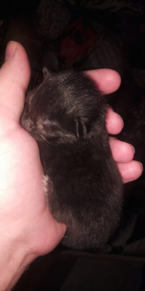 Кошки в нашей жизни. Кошки и все, что с ними связано.