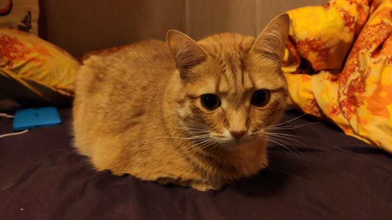 Кошки в нашей жизни. Кошки и все, что с ними связано.