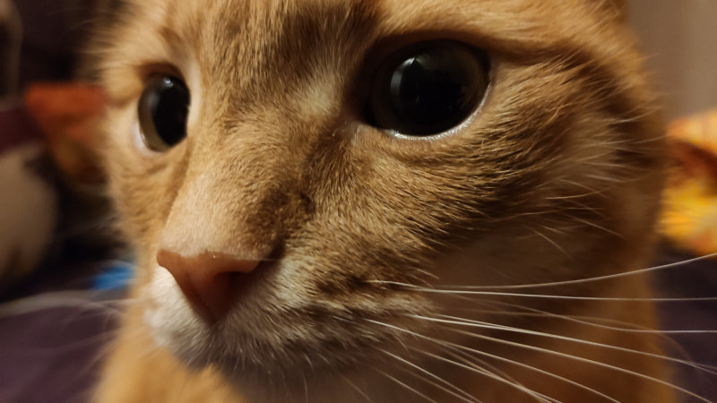 Кошки в нашей жизни. Кошки и все, что с ними связано.