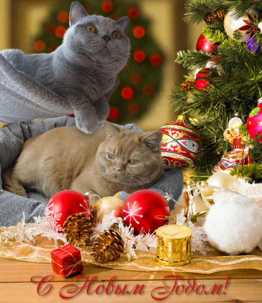 Кошки в нашей жизни. Кошки и все, что с ними связано.