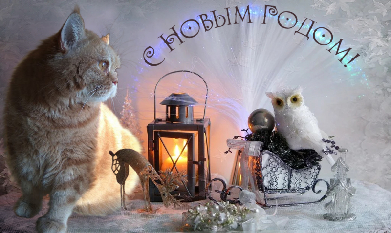 Кошки в нашей жизни. Кошки и все, что с ними связано.