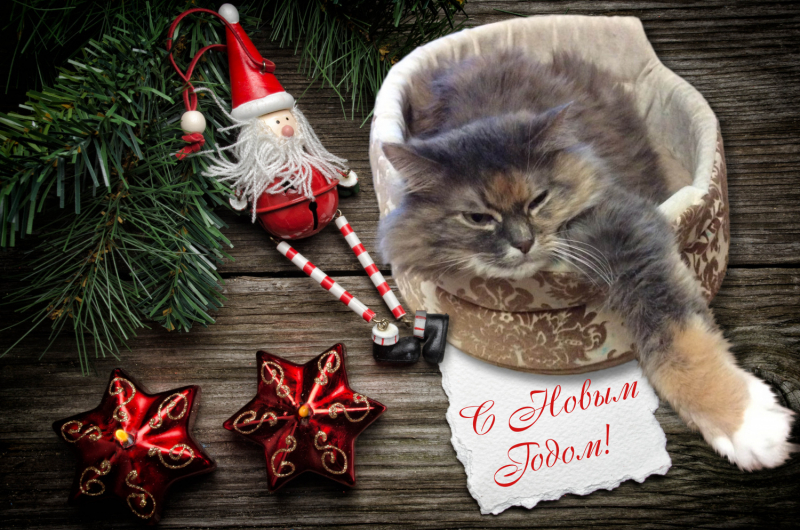 Кошки в нашей жизни. Кошки и все, что с ними связано.