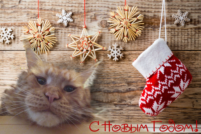 Кошки в нашей жизни. Кошки и все, что с ними связано.