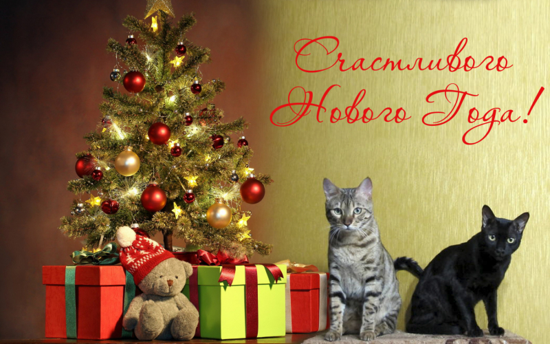 Кошки в нашей жизни. Кошки и все, что с ними связано.