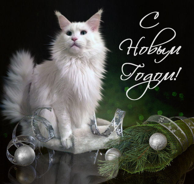 Кошки в нашей жизни. Кошки и все, что с ними связано.