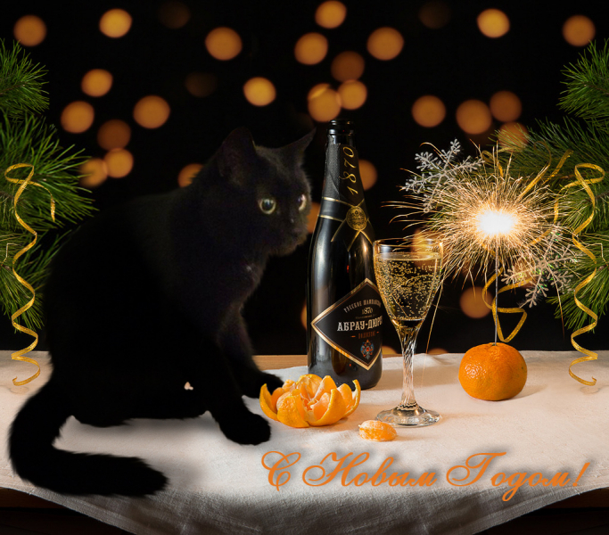 Кошки в нашей жизни. Кошки и все, что с ними связано.