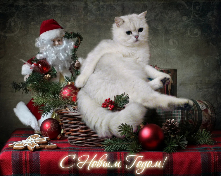 Кошки в нашей жизни. Кошки и все, что с ними связано.