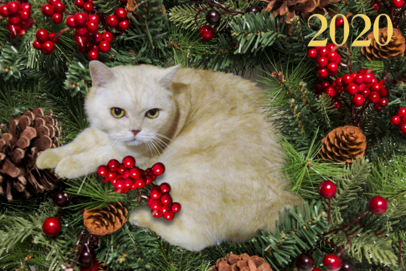 Кошки в нашей жизни. Кошки и все, что с ними связано.