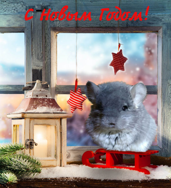 Кошки в нашей жизни. Кошки и все, что с ними связано.